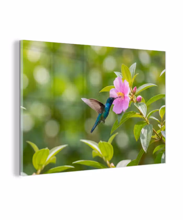 Glas schilderij - Kolibrie - Bloem - Natuur - Groen