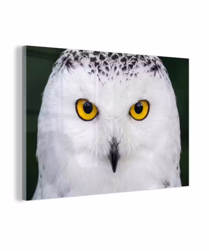 Glas schilderij - Sneeuwuil - Portret - Geel