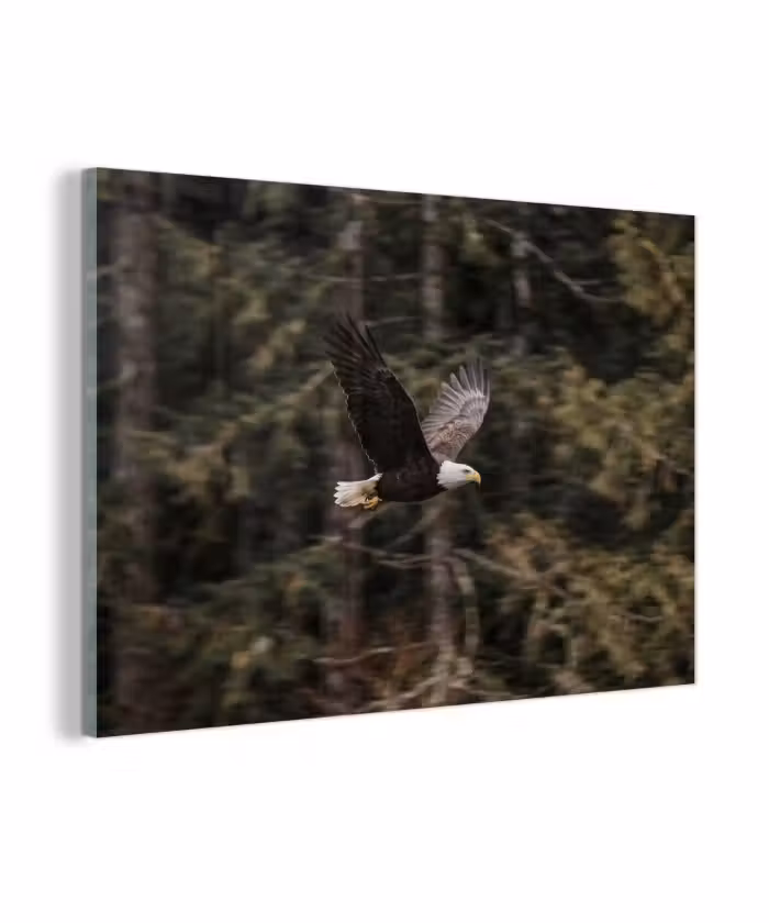 Glas schilderij - Zeearend - Vliegen - Bos - Natuur