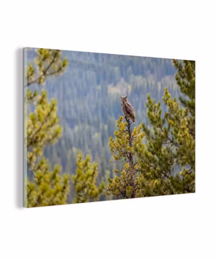 Glas schilderij - Uil - Oehoe - Bomen - Natuur