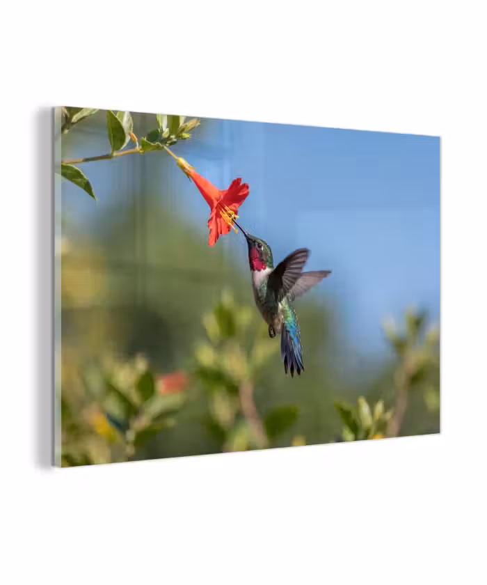 Glas schilderij - Kolibrie - Bloem - Natuur - Groen