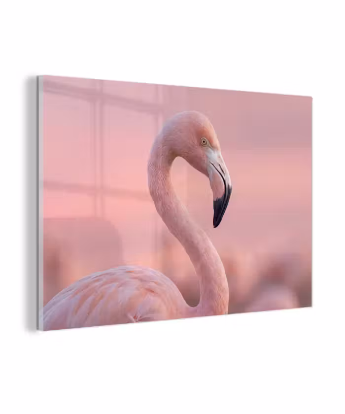 Glas schilderij - Flamingo - Portret - Roze