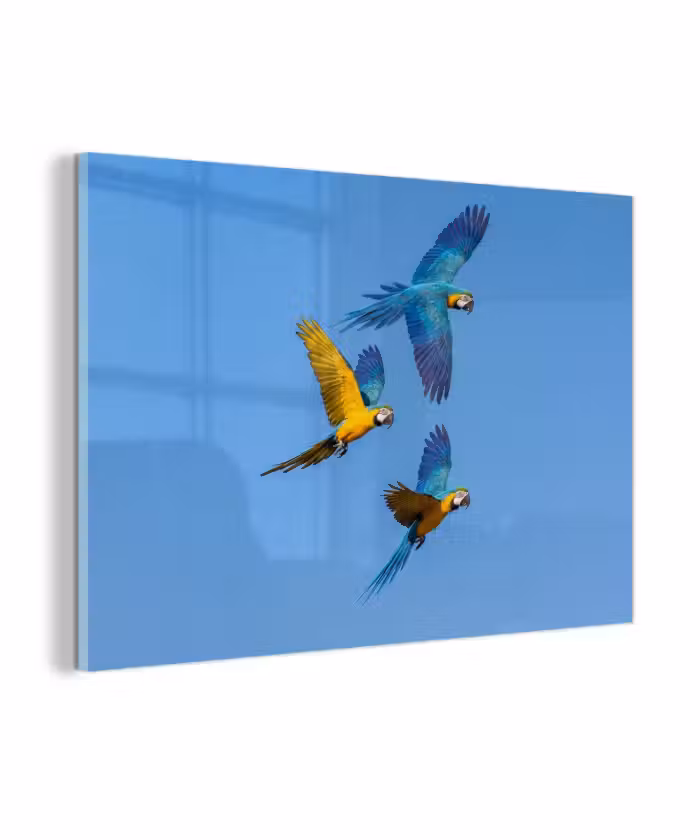 Glas schilderij - Papagaai - Vliegen - Blauw - Geel