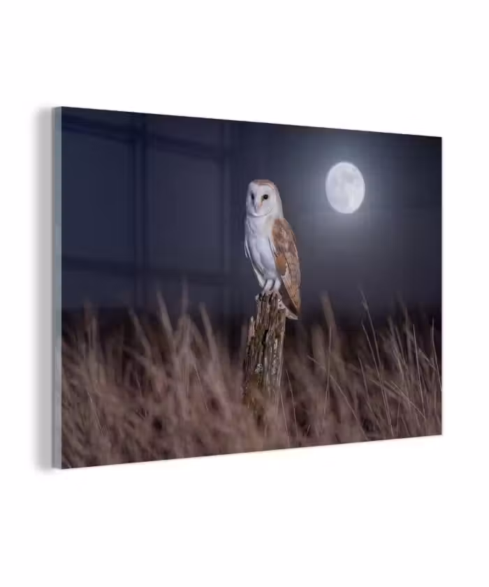 Glas schilderij - Kerkuil - Maan - Nacht