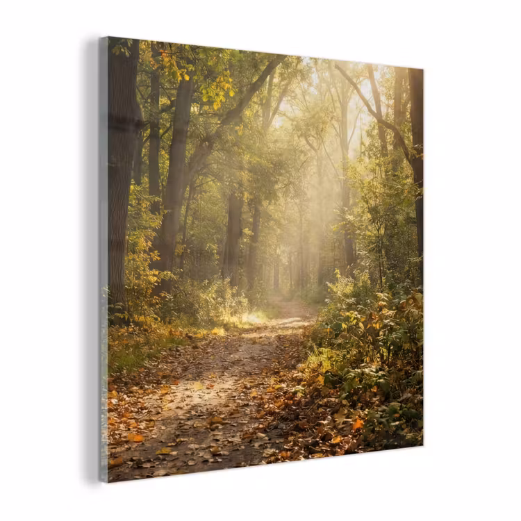 Glas schilderij - Zonlicht - Bospad - Bomen — 1
