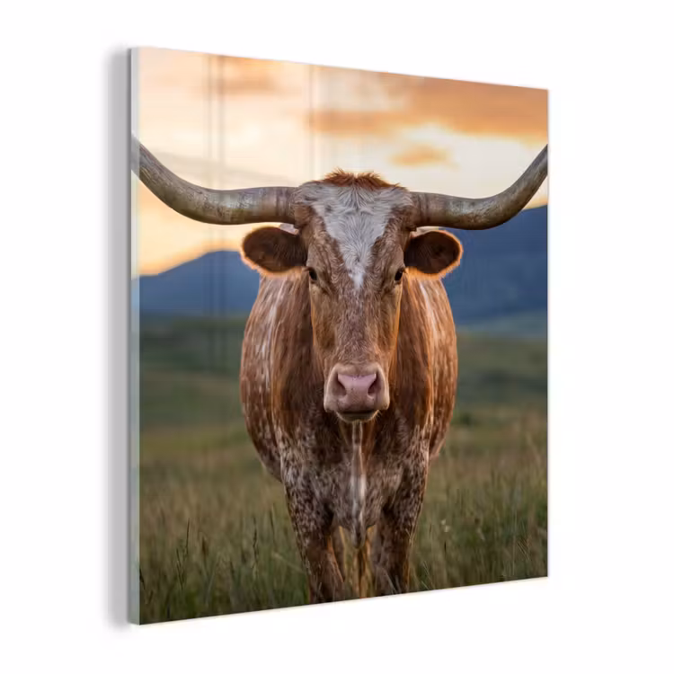 Glas schilderij - Longhorn - Landschap - Zonsondergang — 1