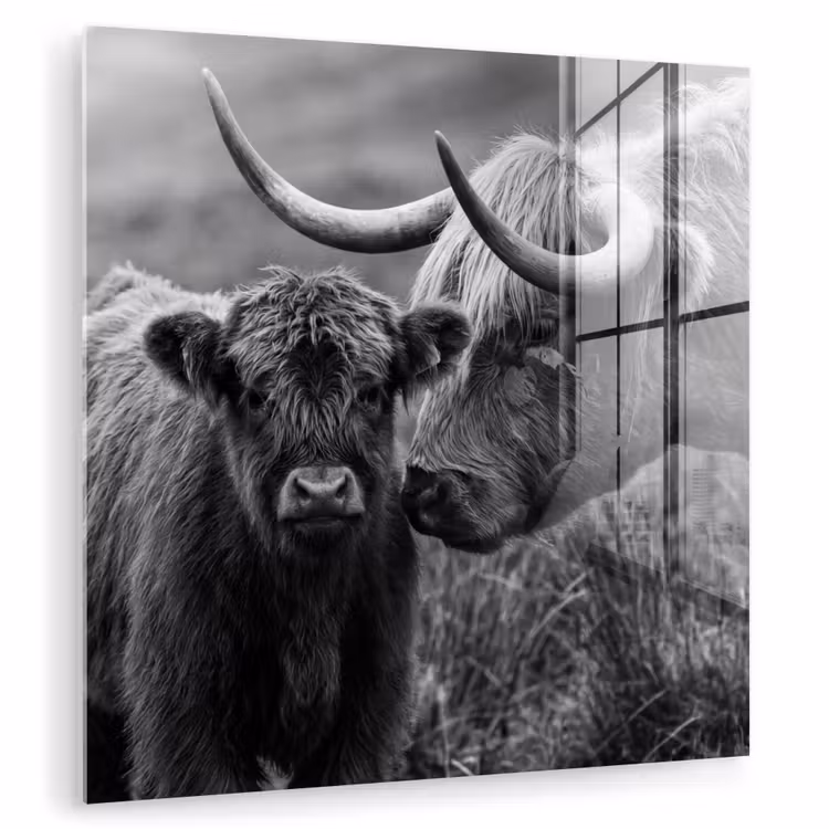 Glas schilderij - Schotse hooglander - Kalf - Zwart - Wit — 3