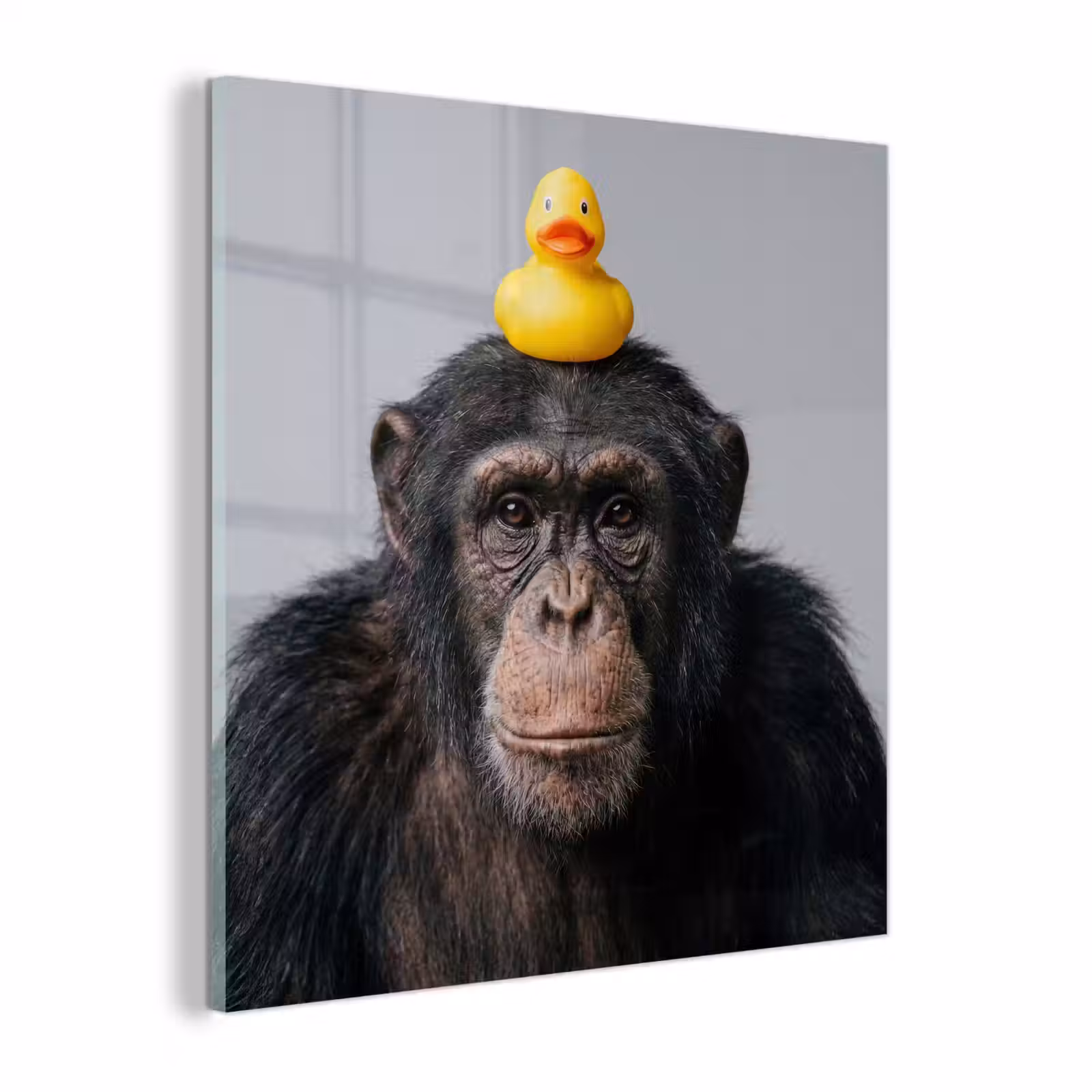 Glas schilderij - Chimpansee - Badeend - Grijs — 1