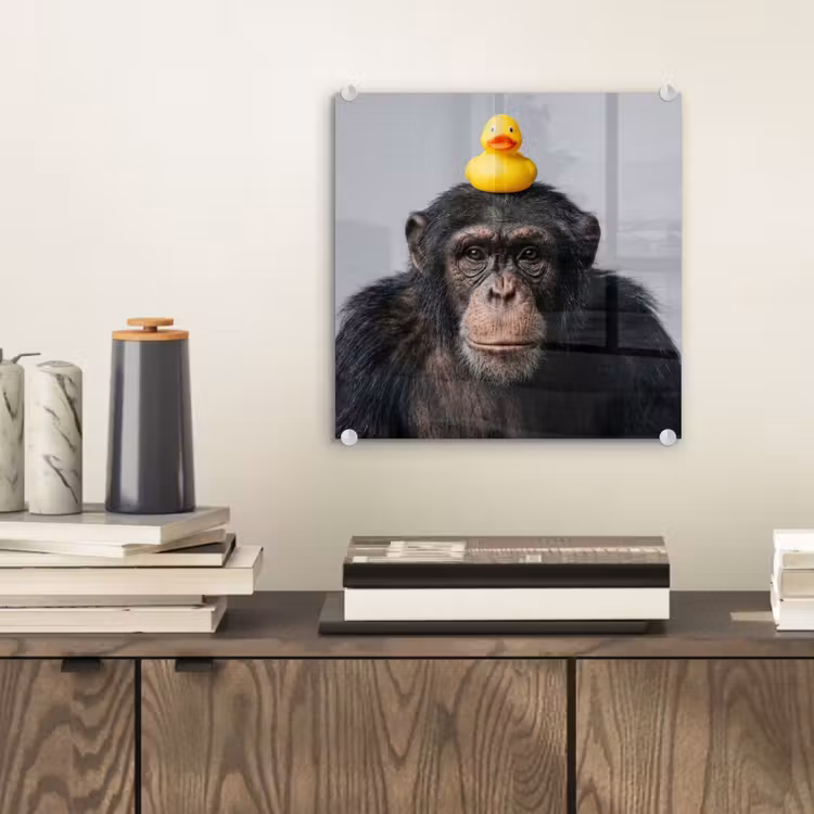 Glas schilderij - Chimpansee - Badeend - Grijs — 2