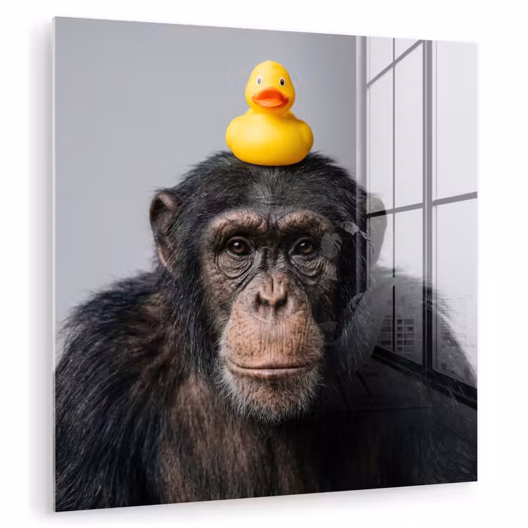 Glas schilderij - Chimpansee - Badeend - Grijs — 3