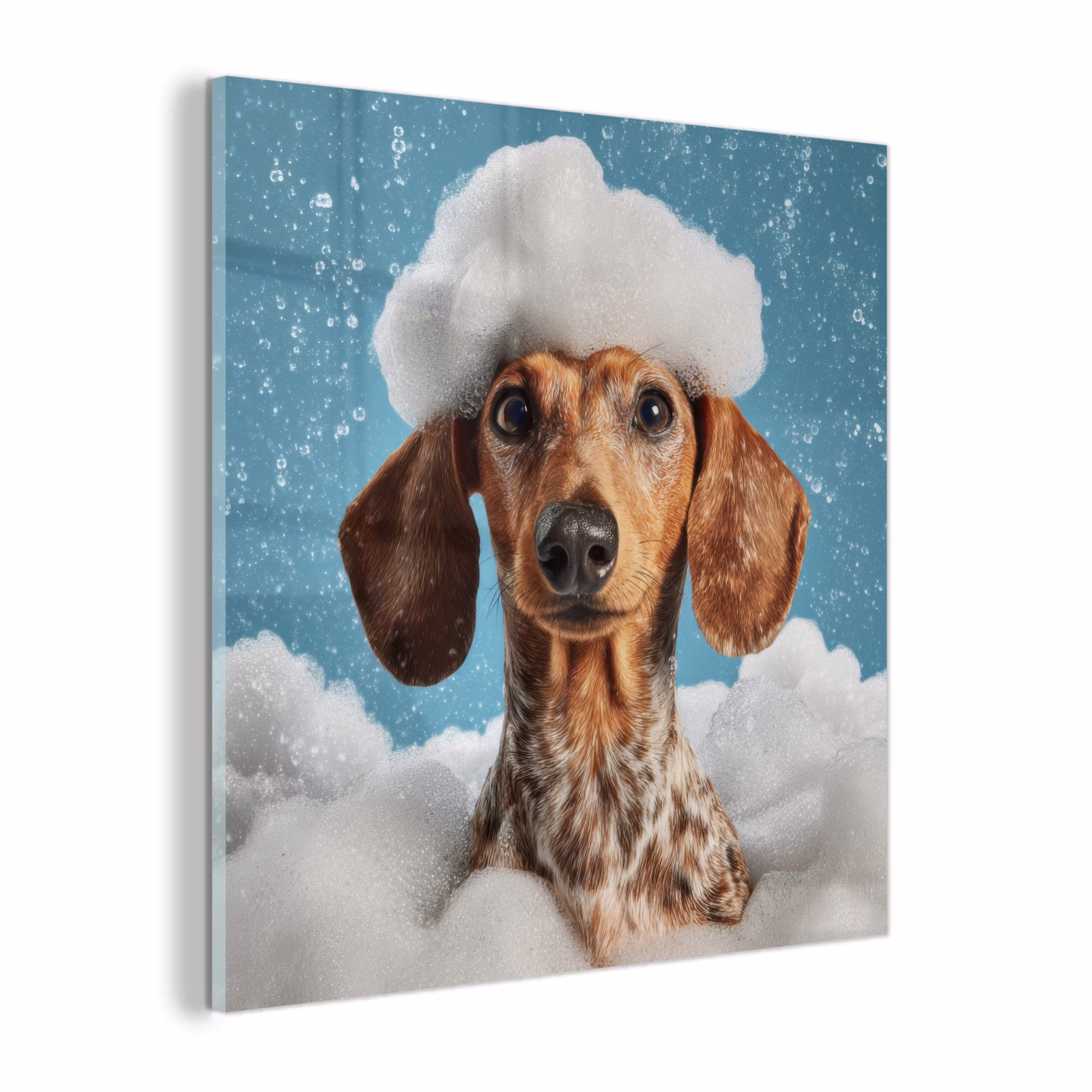 Glas schilderij - Teckel - Bad - Schuim - Waterdruppels — 1