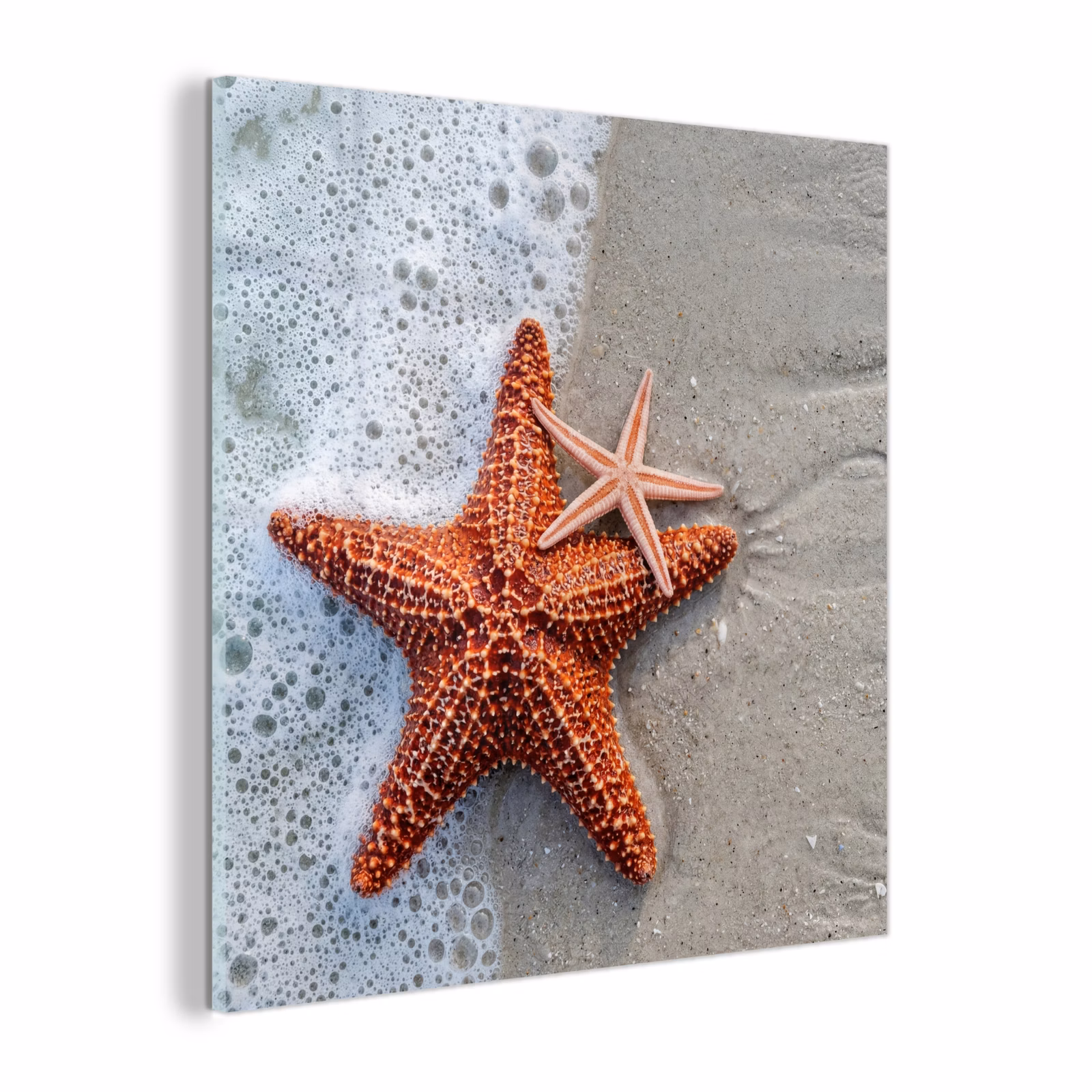 Glas schilderij - Zeester - Strand - Zee — 1