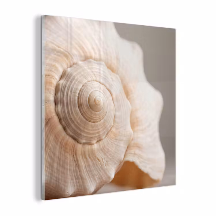 Glas schilderij - Schelp - Detail - Beige — 1