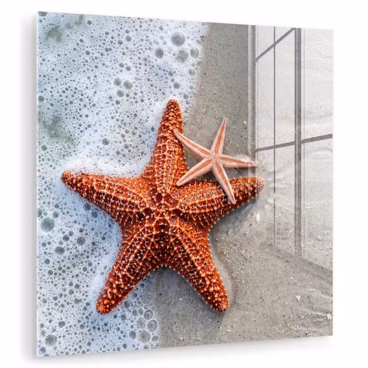 Glas schilderij - Zeester - Strand - Zee — 3