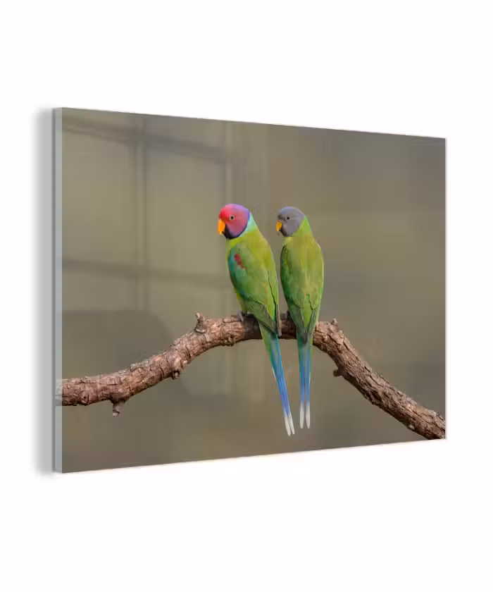 Glas schilderij - Papagaai - Tak - Natuur - Kleurrijk