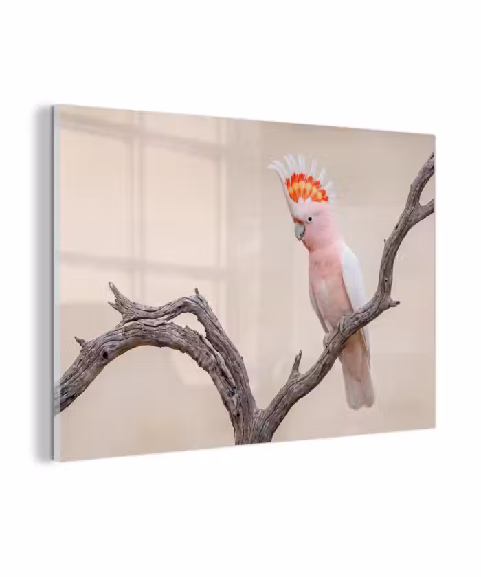 Glas schilderij - Papagaai - Tak - Roze