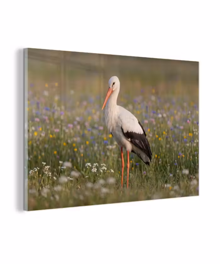 Glas schilderij - Ooienvaar - Bloemen - Weide - Kleurrijk