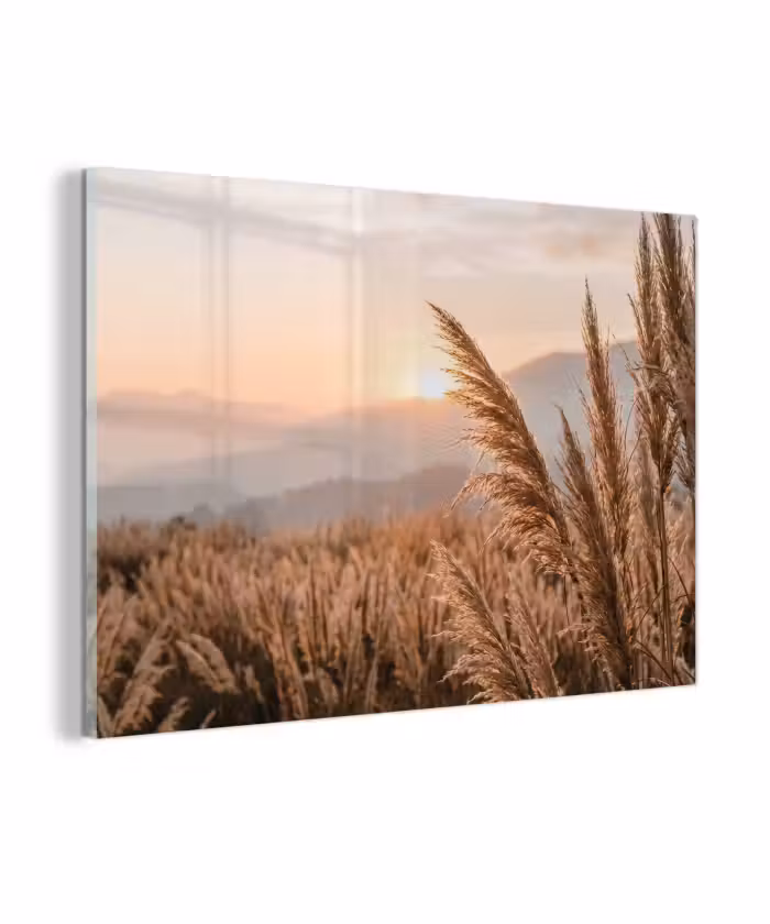 Glas schilderij - Gras - Veld - Zon - Natuur