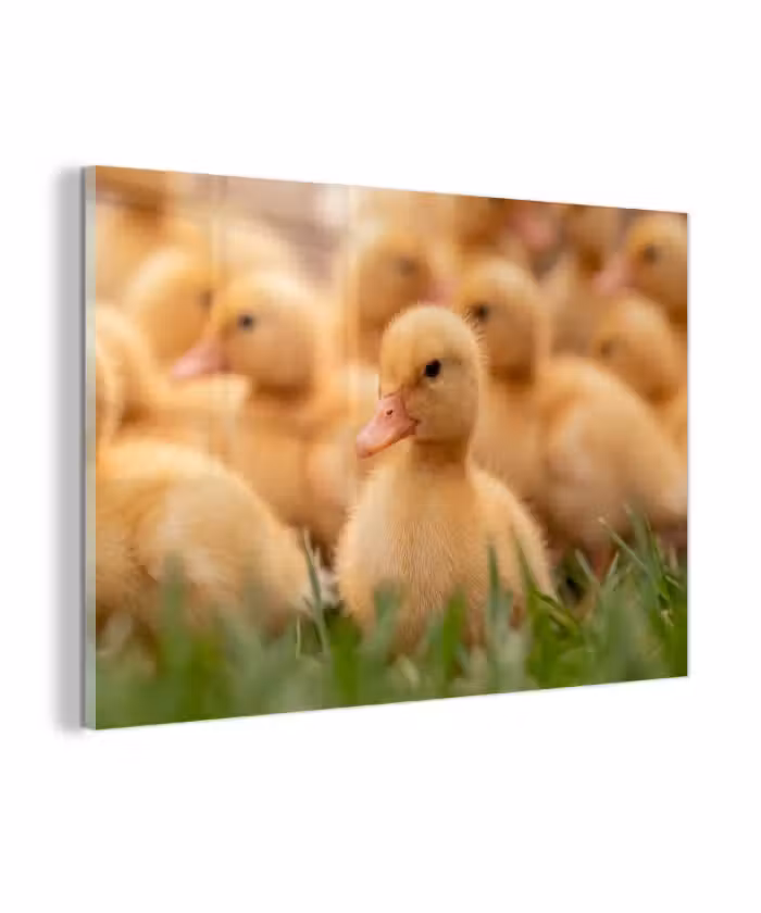 Glas schilderij - Pijltje - Eend - Natuur - Geel