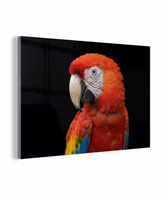 Glas schilderij - Ara - Portret - Rood