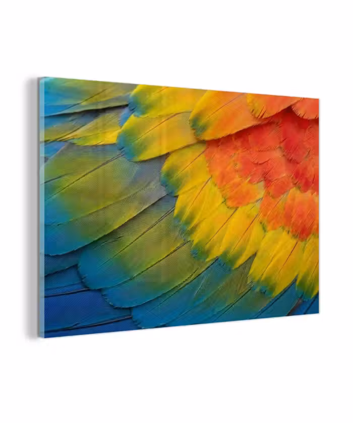 Glas schilderij - Veren - Ara - Kleurrijk