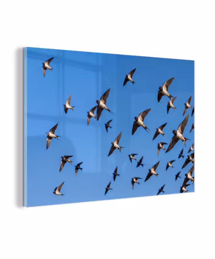 Glas schilderij - Zwaluwen - Vliegen - Blauw