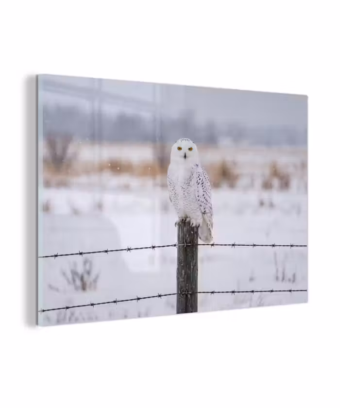 Glas schilderij - Sneeuwuil - Hek - Sneeuw - Wit