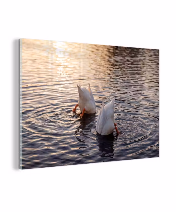 Glas schilderij - Eenden - Water - Natuur