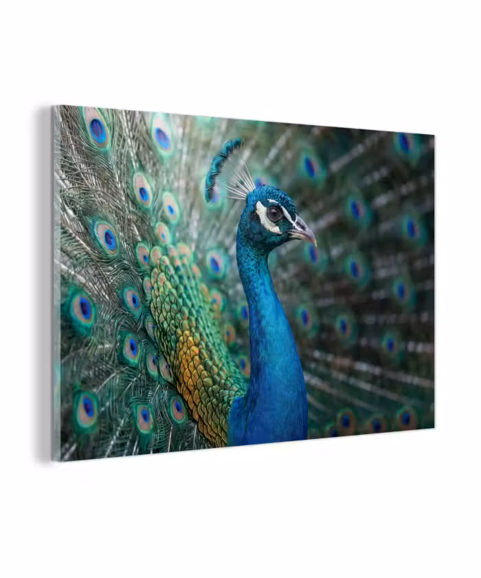 Glas schilderij - Pauw - Veren - Blauw