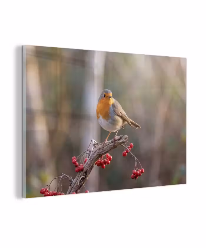 Glas schilderij - Roodborst - Tak - Bessen - Natuur