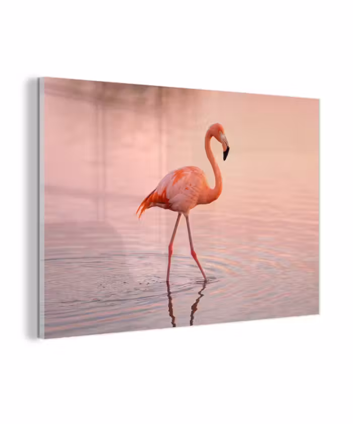 Glas schilderij - Flamingo - Water - Roze