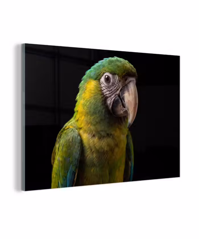 Glas schilderij - Ara - Portret - Groen