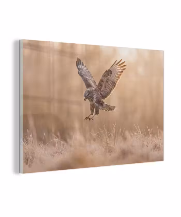 Glas schilderij - Buizerd - Roofvogel - Natuur - Bruin