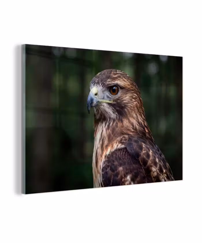 Glas schilderij - Buizerd - Roofvogel - Natuur - Bruin