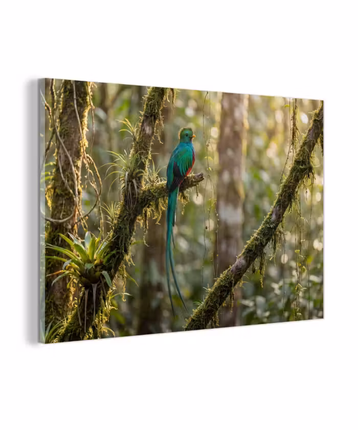 Glas schilderij - Quetzal - Jungle - Natuur - Groen