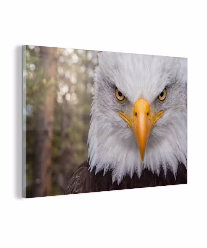Glas schilderij - Amerikaans - Zeearend - Portret - Geel