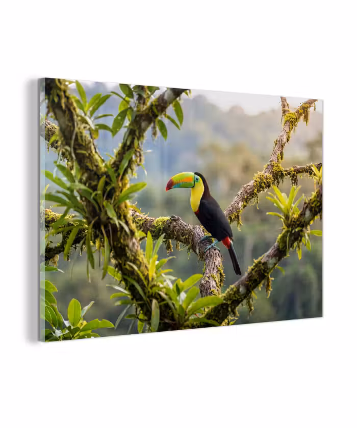 Glas schilderij - Toekan - Jungle - Natuur - Kleurrijk