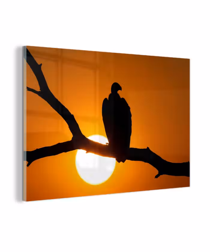 Glas schilderij - Gier - Tak - Zon - Oranje